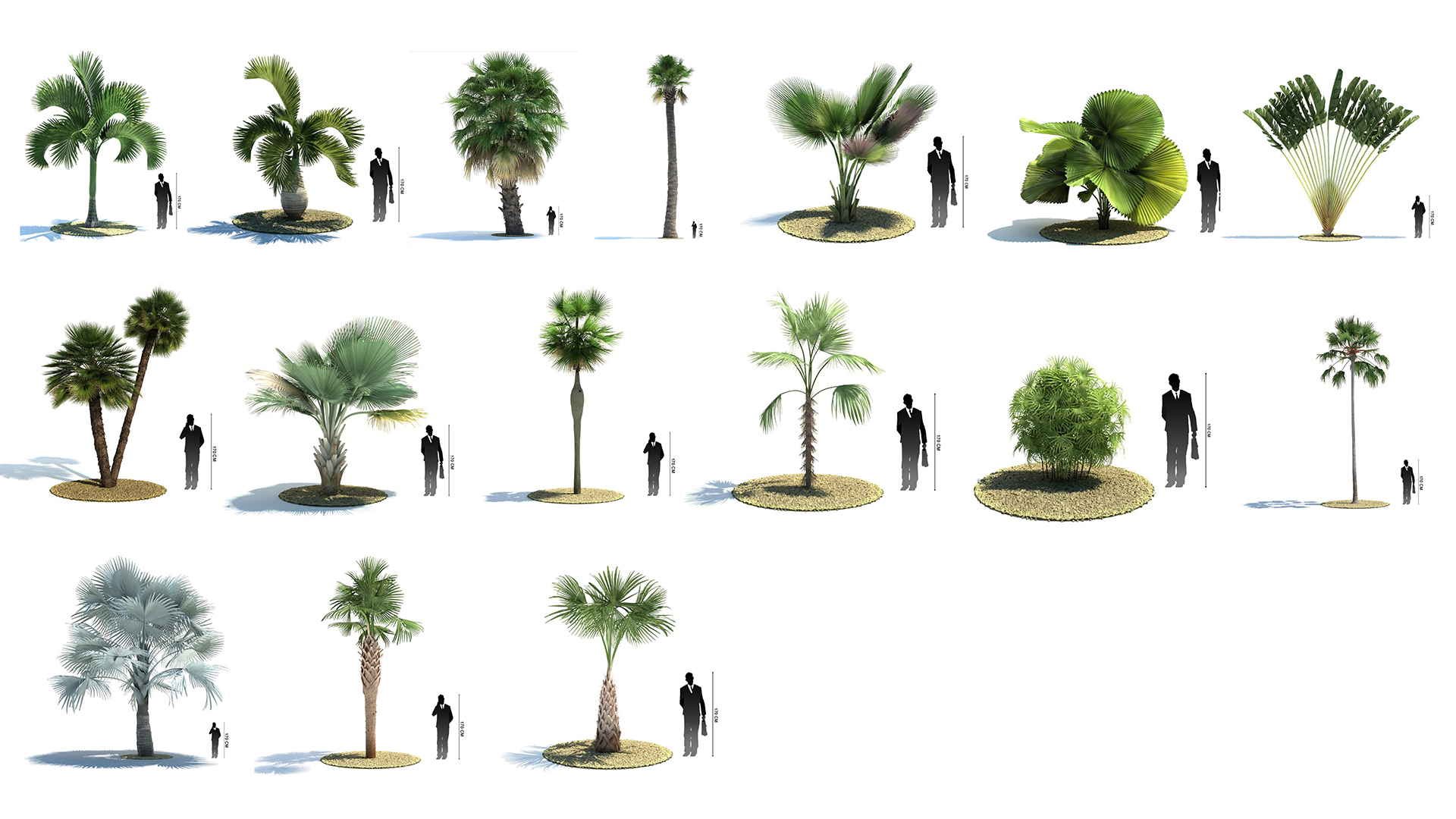 Blocos de Palmeiras - Sketchup